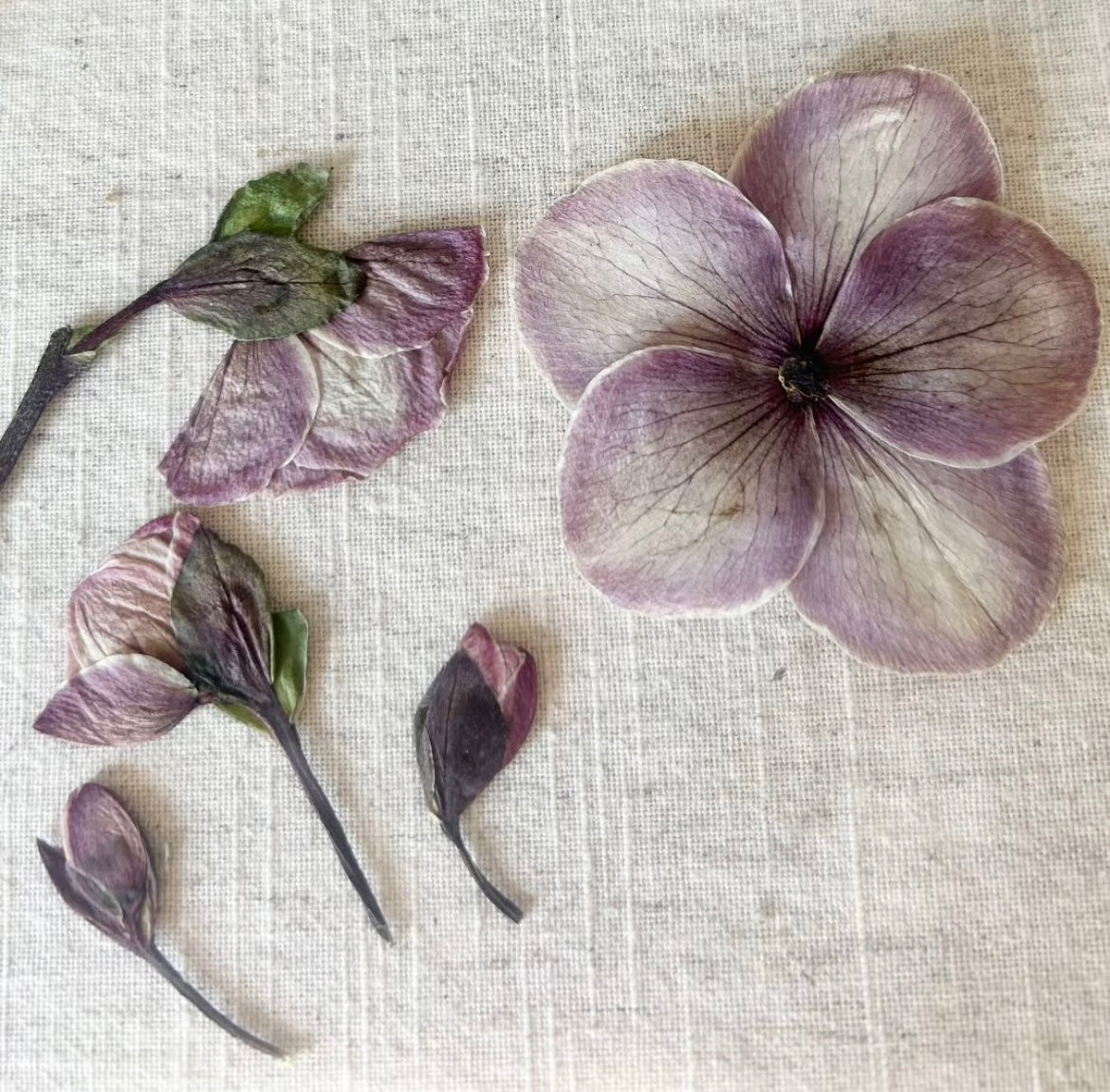 Pressed Flower Collection