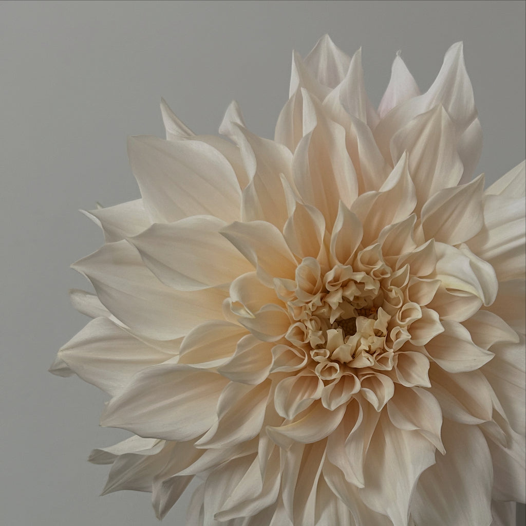 Late Summer Dahlia Workshop