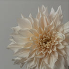Late Summer Dahlia Workshop
