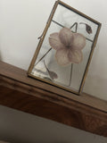 Pressed Flower Frame - Hellebore